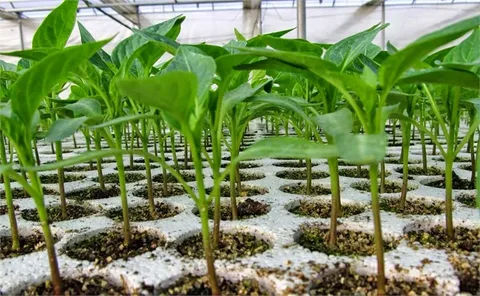 بهترین نشا فلفل دلمه‌ ای برای کشت تابستانه